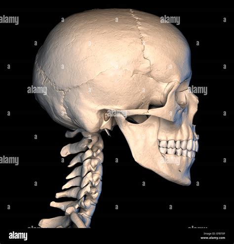 skull profile pic|side profile of human skull.